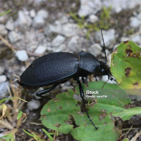Closeup Of Big Black Beetle Coleoptera Stock Photo - Download Image Now ...