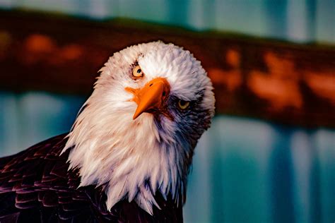 Bald Eagle Head · Free Stock Photo