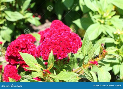 Velvet Pink Cockscomb Flower Stock Image - Image of blossom, floweret ...