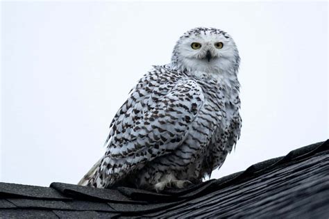 Download A Close Up of a Beautiful Snowy Owl | Wallpapers.com