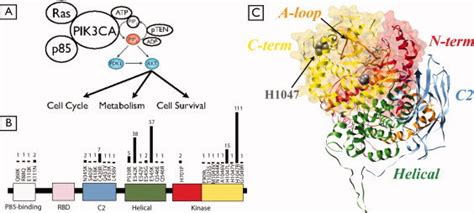 PI3K signaling pathway, PIK3CA breast cancer-derived somatic mutations ...