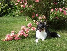 Image result for Collie Spring Photos