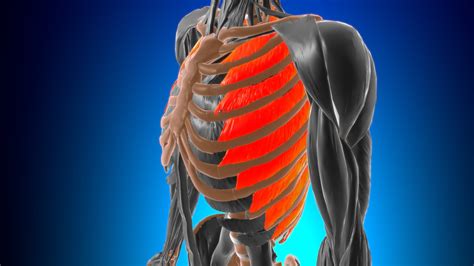 Pulling Back Muscles From Coughing at Krista Guerrero blog