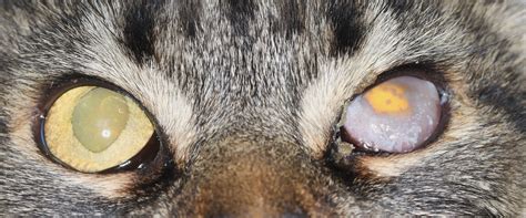 Eye Cornea Damage Symptoms In Cats Treatment - Infoupdate.org