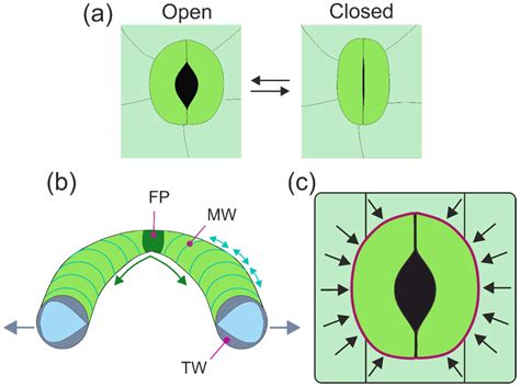 The Plant Leaf: A Biomimetic Resource for Multifunctional and Economic ...