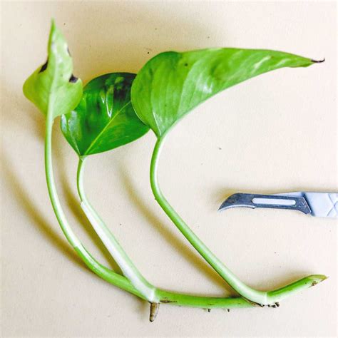 How to Propagate Pothos Cuttings — Empress of Dirt