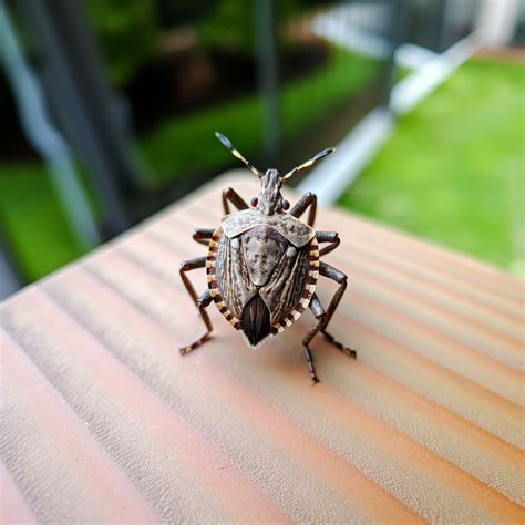 How to Get Rid of Stink Bugs | 7 DIY Tips - Anchor Pest Control