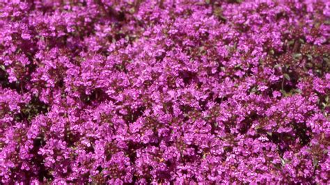 35 Captivating Ground Cover Plants You Should Grow Instead Of Grass