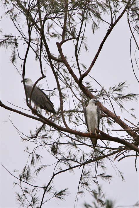White-bellied Sea Eagle