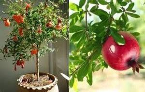 BREEZY BLOOMS Pomegranate Plant Price in India - Buy BREEZY BLOOMS ...