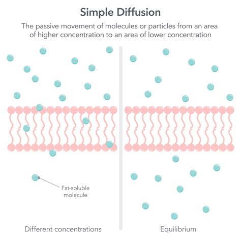 Premium Vector | Simple diffusion biology vector illustration infographic