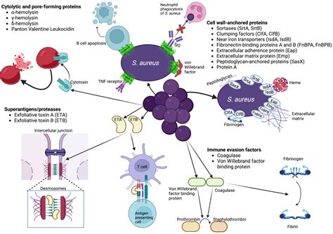 Clinical Impact of Staphylococcus aureus Skin and Soft Tissue Infections