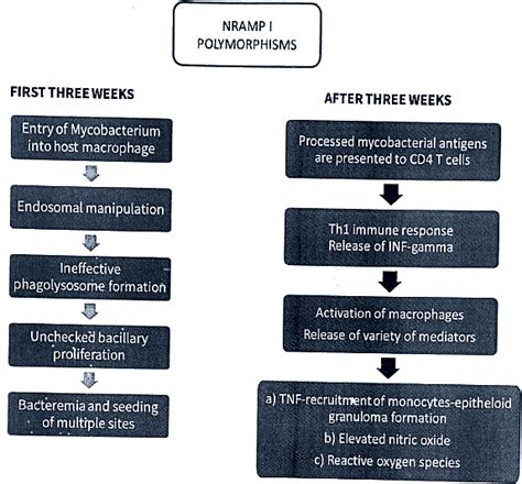 Tuberculosis - Medical Science Optional Notes for UPSC PDF Download