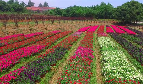花卉培育 - 武汉绿道园林工程有限公司