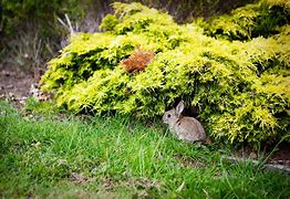 Image result for Cute Wild Baby Rabbit
