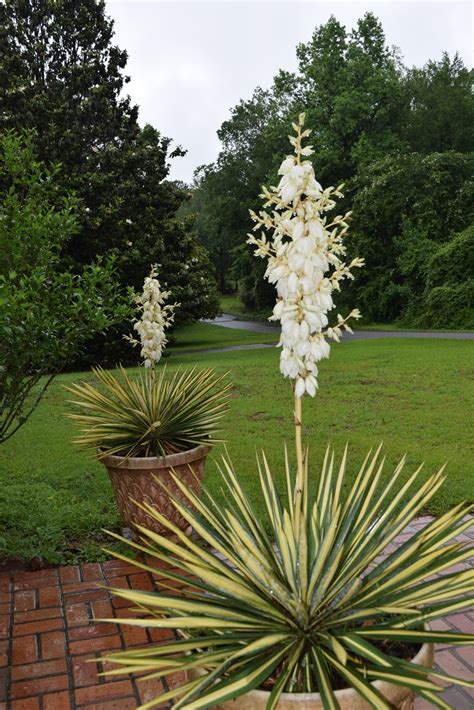 MARIETTE'S BACK TO BASICS: Variegated Yucca Lily Blooming