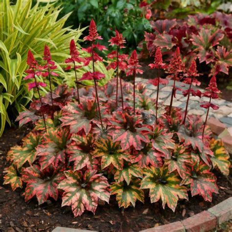 15 Full Sun Perennials for Zone 5's Endless Summer Extravaganza ...