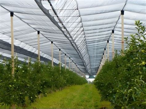 Crop Trellising System Exporter, Manufacturer, Distributor, Supplier ...