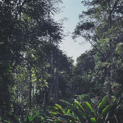 JAVA HILLS ESTATE STAY (Coorg/Madikeri) - Lodge Reviews & Photos ...