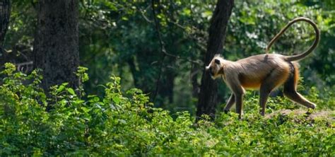 10 Wildlife Sanctuaries in Madhya Pradesh