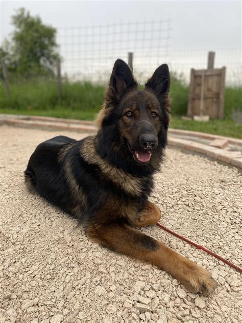 East German Shepherd Dogs