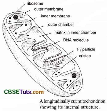 Image result for Structure and Function of Cytoplasm