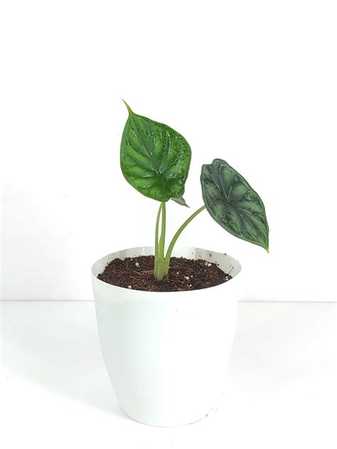 Alocasia Dragon scale 'Tuber': Buy Plant Online In India – Growcerys