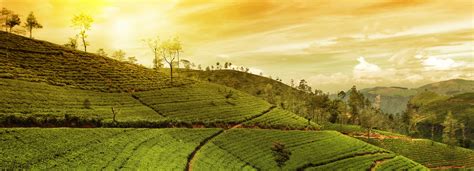 THE METHONI TEA COMPANY LTD.