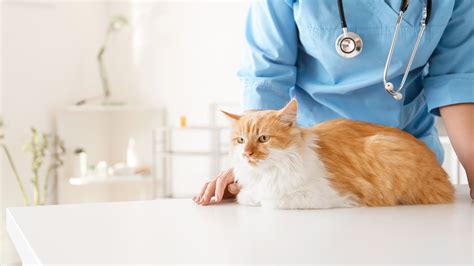 Pet Emergency Hospitals And Urgent Vet Care In Montclair, NJ ...