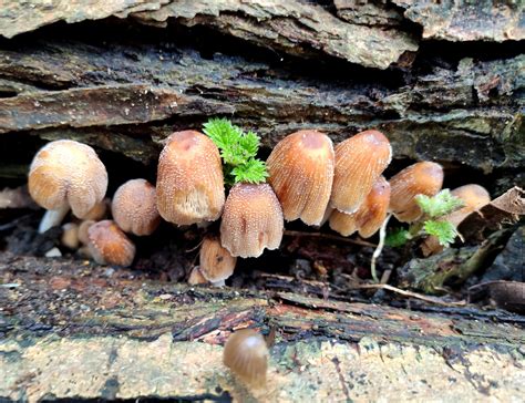 Coprinellus micaceus? : r/mushroomID