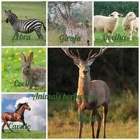 Four Different Animals in Green
