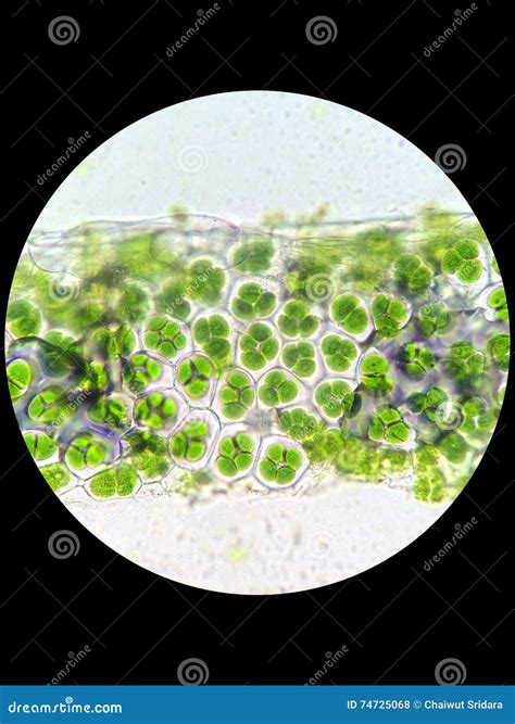 Cell Structure Under Microscope 的图像结果