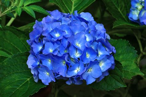 The Blue Sunset Hydrangea: A Stunning Bloom That Will Take Your Breath ...