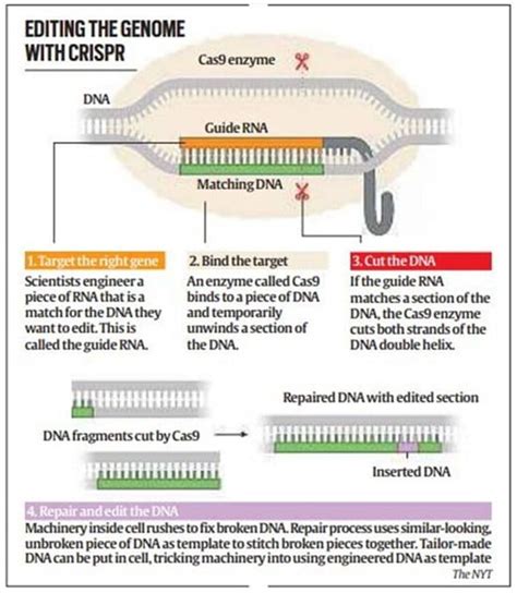 Image result for CRISPR Tutorial