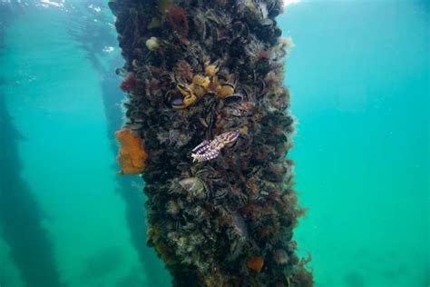 Image result for Blue-Ringed Octopus Hunting