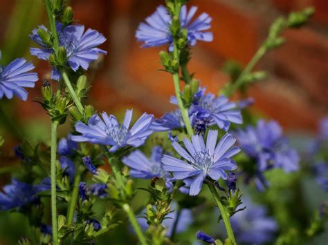59 Common WILDFLOWERS Found in Tennessee! (2022) - Bird Watching HQ