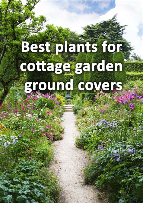 10 Best Groundcover Plants for Cottage Garden Borders
