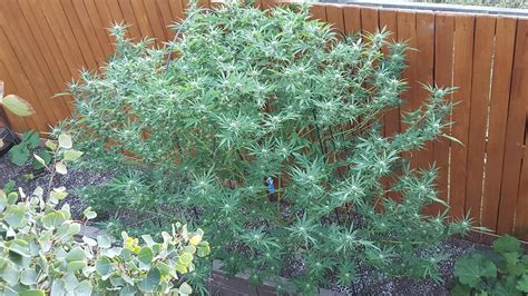 Nothing about this lone plant is micro. About 42 days(F) , pretty sure ...