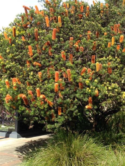 Banksia ericifolia - Heath-leaved Banksia, Heath-leaved Banksia ...