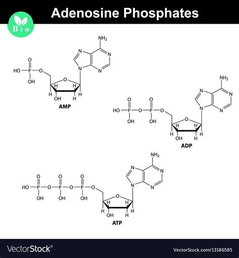 ADP Tutorial Step by Step 的图像结果
