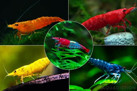 Different Types Of Shrimp