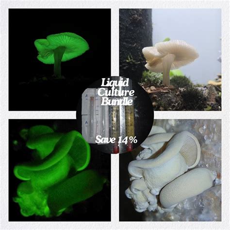 Buy Glow in the Dark Bioluminescent Mushroom Liquid Culture Bundle of ...
