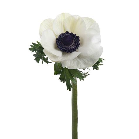 White Anemones | Sami Sacha Flowers