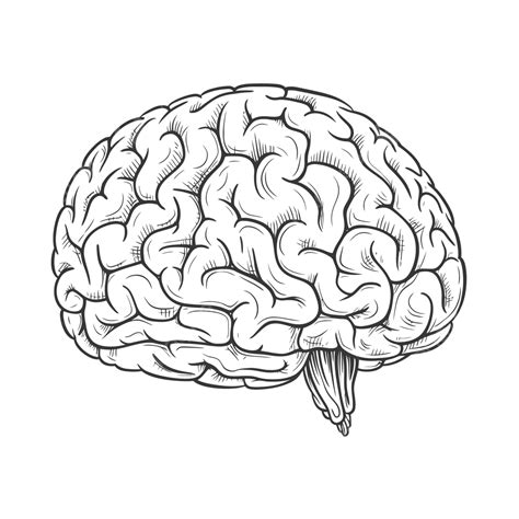 Black White Drawing Of A Human Brain Outline Sketch Vector, Brain Drawing, Wing Drawing, Rain ...