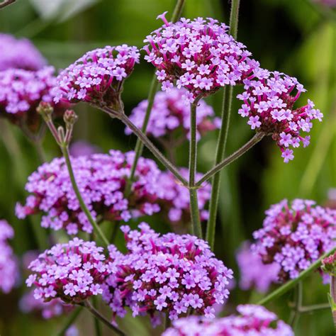 Amazon.com : Outsidepride 5000 Seeds Perennial Verbena Bonariensis ...