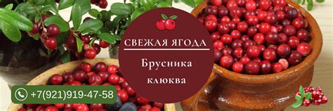 Свежая ягода Брусника | Клюква Волка | Спб | Ягода Брусника, продаем ...