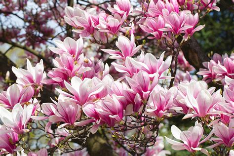 The most fragrant flowers to plant in your garden