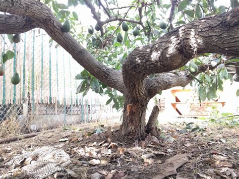 Image result for Avocado Tree Pruning