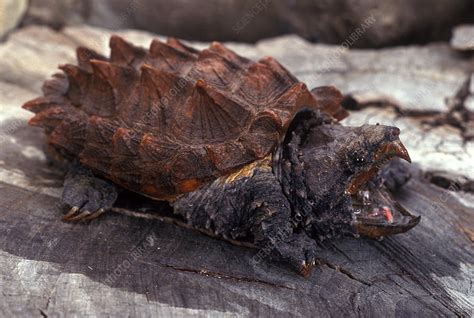 Image result for Alligator Snapping Turtle Shell Front View