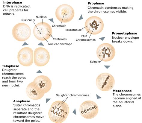 Cell Division: Mitosis and Meiosis | Owlcation